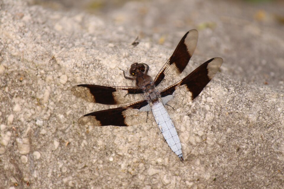 Bug wing