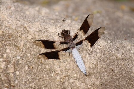 Bug wing photo