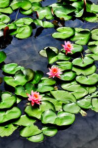 Flower lotus flower photo