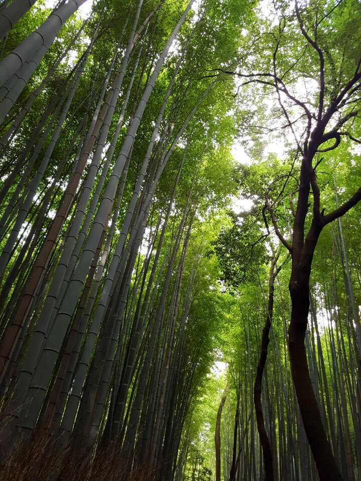 Japan vs grove japanese bamboo forest