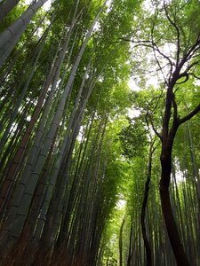 Japan vs grove japanese bamboo forest photo