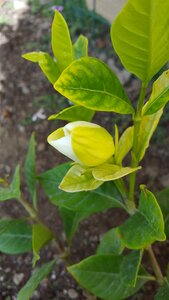 Flower bud blossom