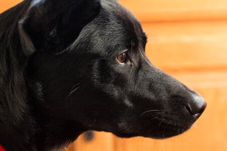 Canine face