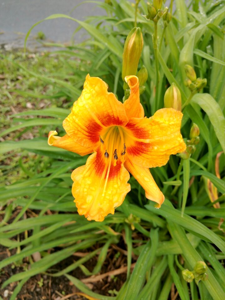 Flower nature green