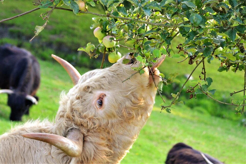 Pasture cattle nature
