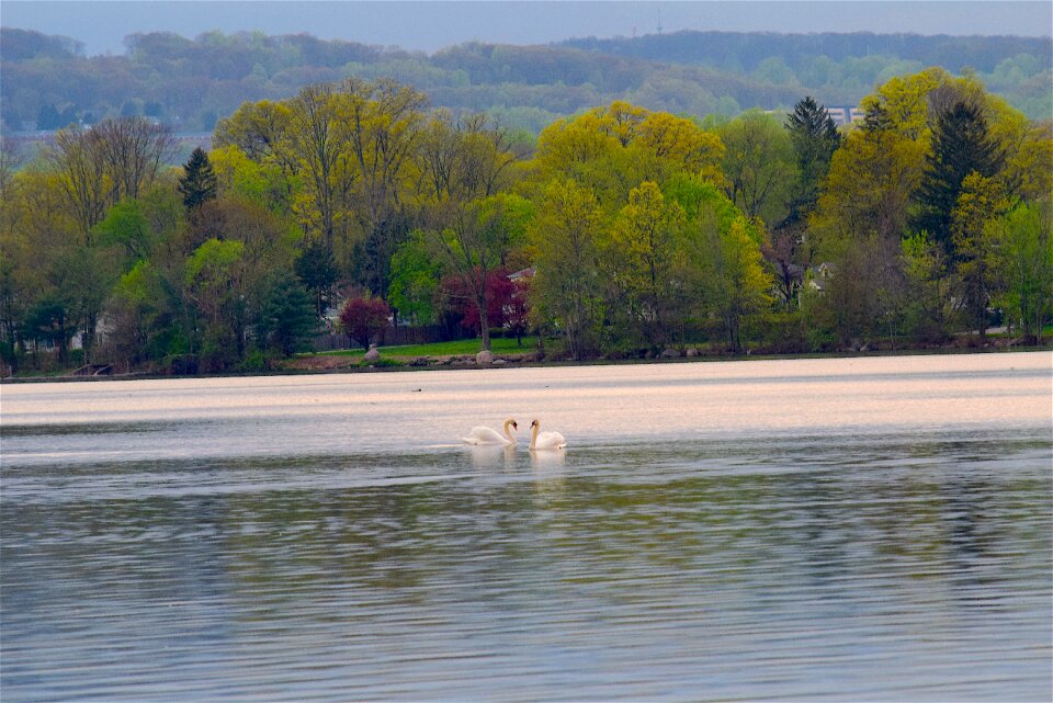 Lake water nature