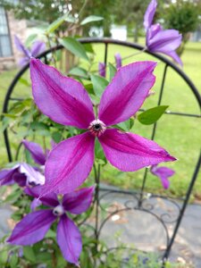 Nature flower purple