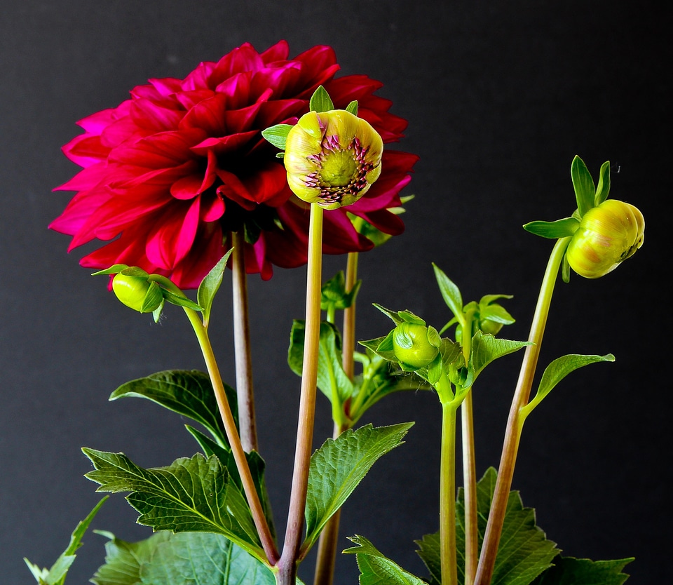 Nature dahlias red