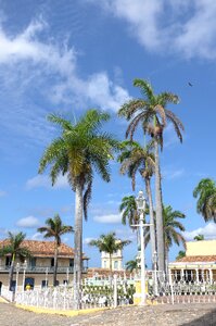 Cuba trinidad palms photo