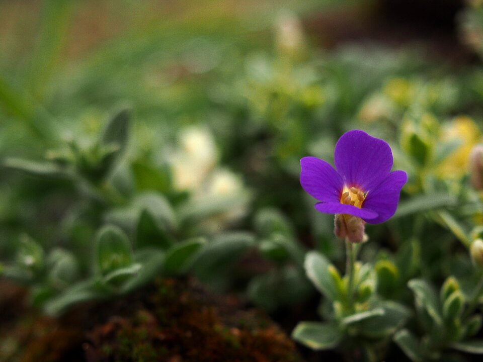 Garden flowers plant nature