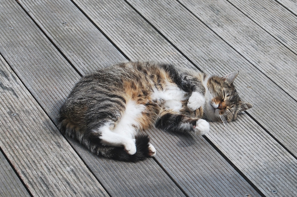 Cat pet animal