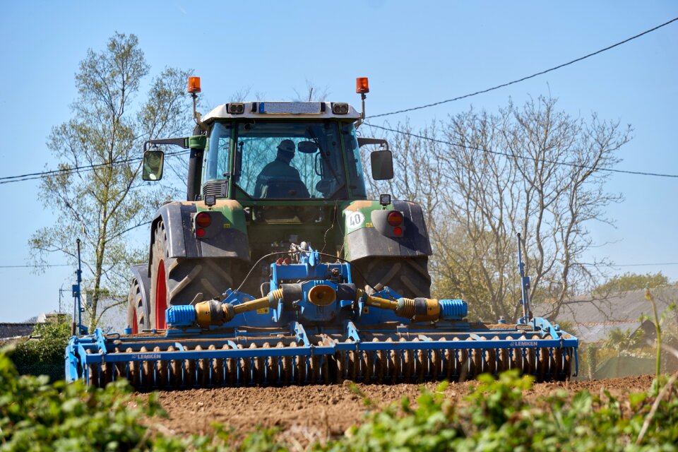 Sow plowing field