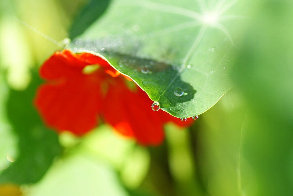 Mirror image blossom bloom