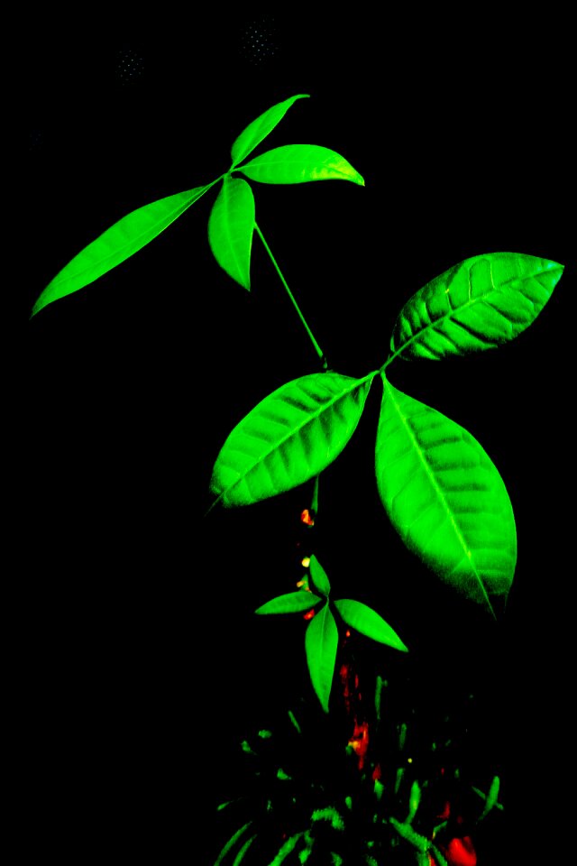 Green material leaf