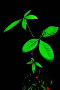 Green material leaf