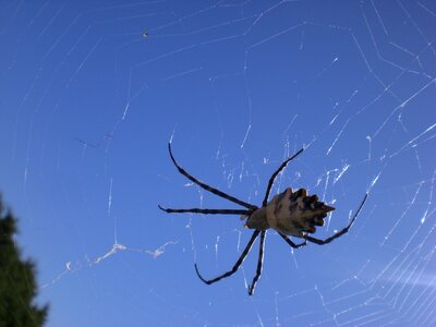 Insect formentera cobweb photo