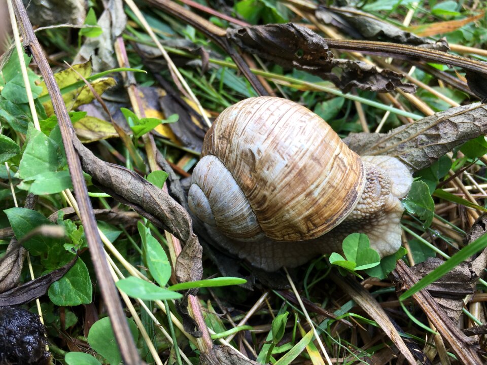 Snails macro nature