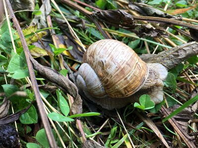 Snails macro nature