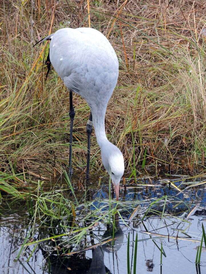 Bird pond sanctuary