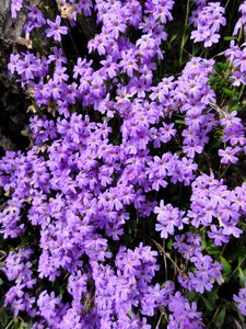 Thyme wild france