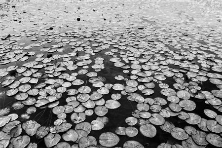 Leaves texture amazon