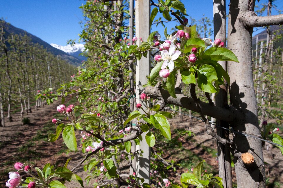 Bloom flowers spring
