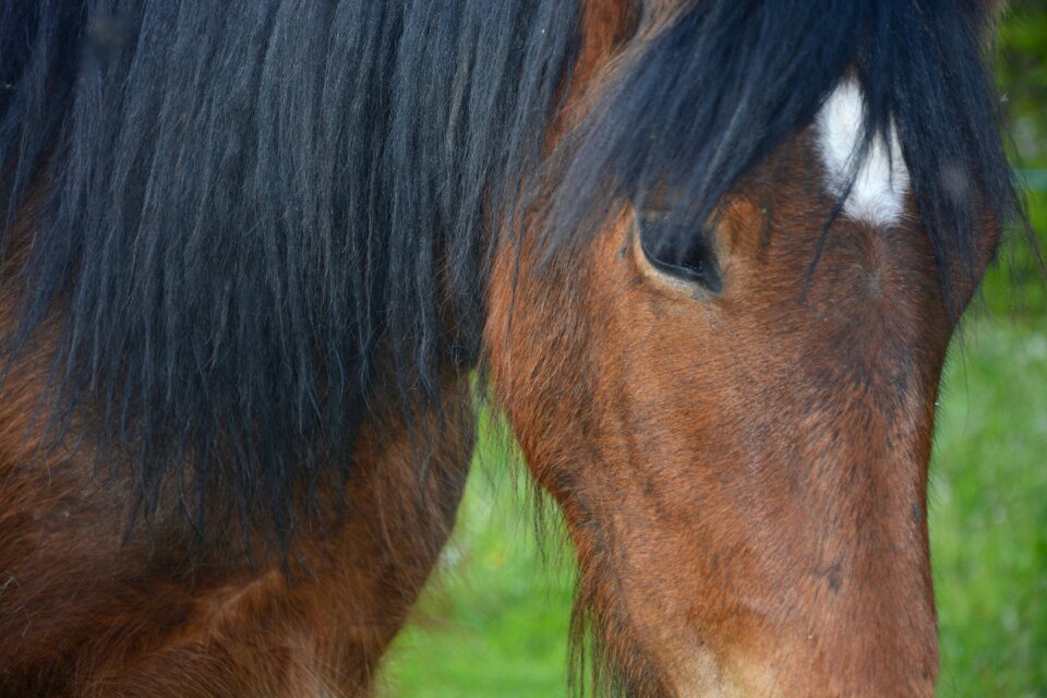 Mane animal profile photo