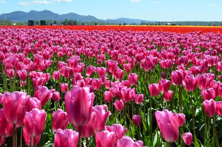 Pink bloom season
