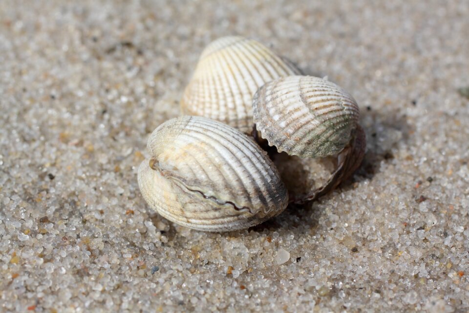 Beach sand north sea
