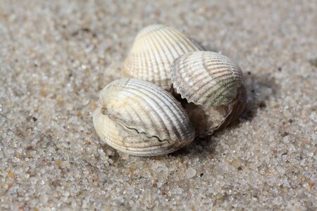 Beach sand north sea