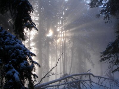 Forest nature winter photo