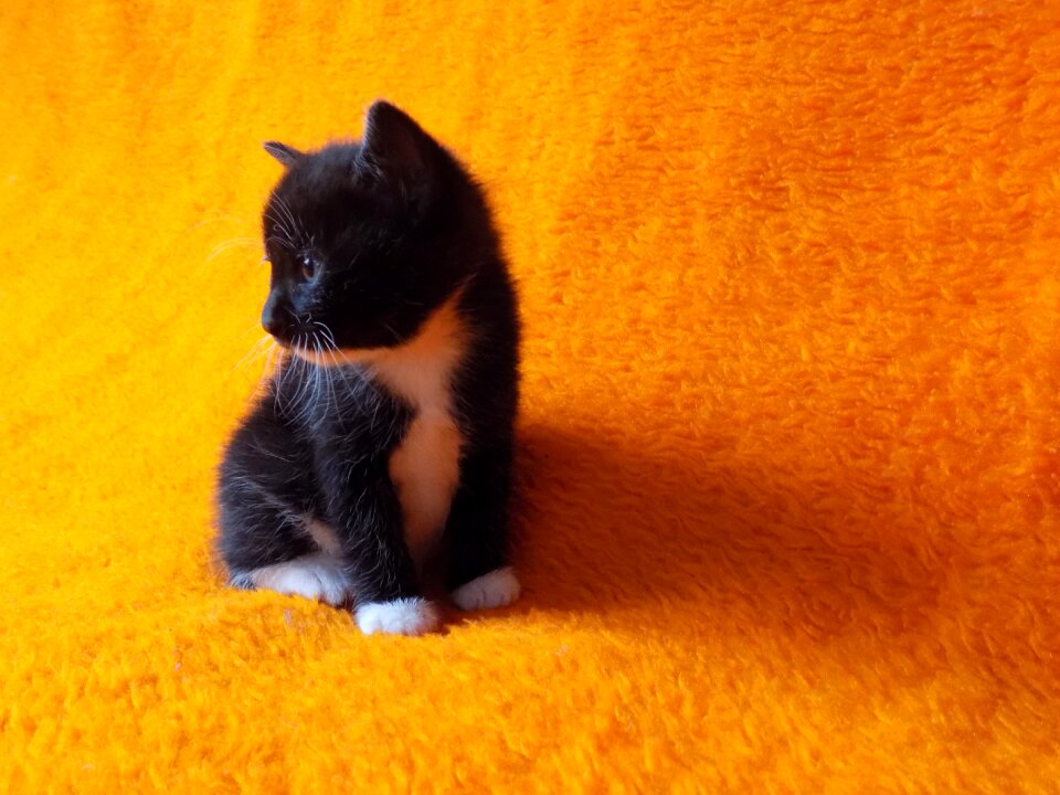 Cute animal pet