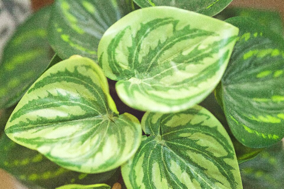 Nature plant garden