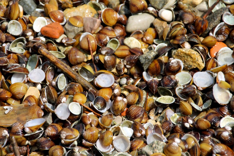 Beach sea animals flotsam