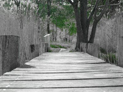 Boardwalk wooden bridge wooden structure