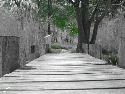 Boardwalk wooden bridge wooden structure photo