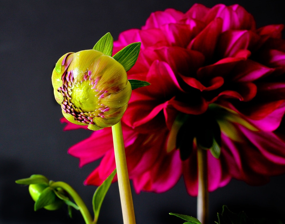 Bloom plant red