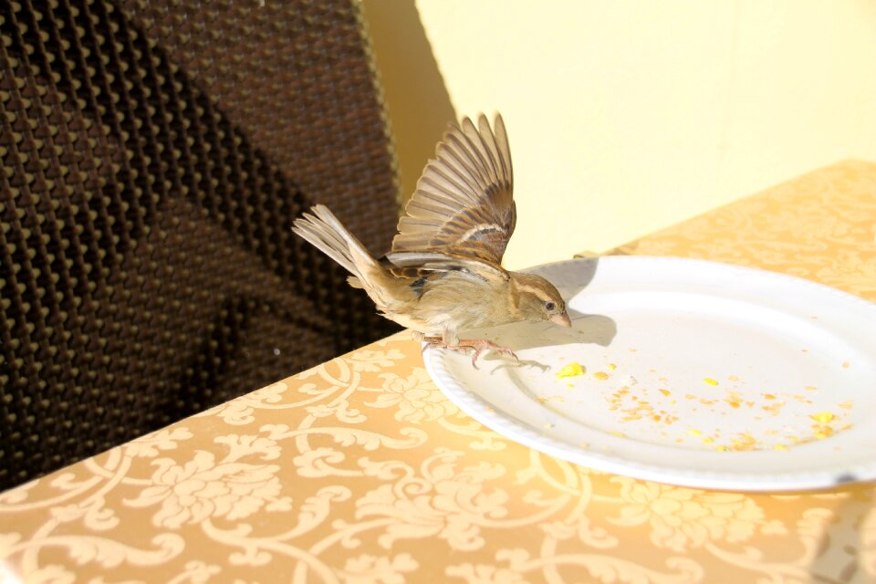 Garda sparrows birds