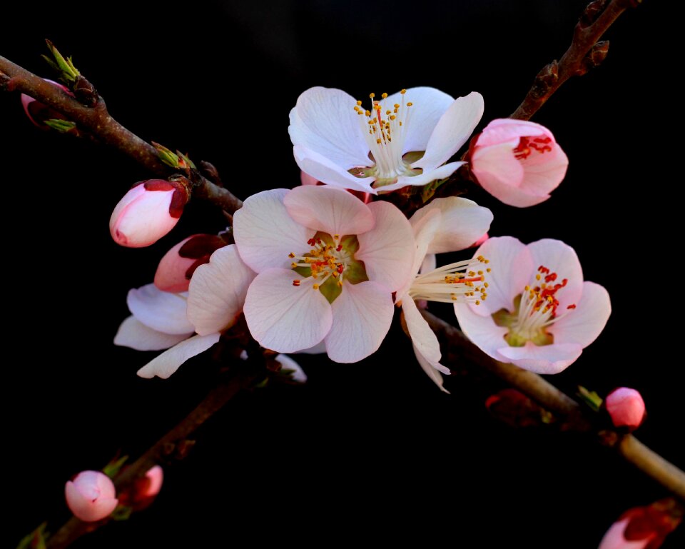 Peach blossom still life material