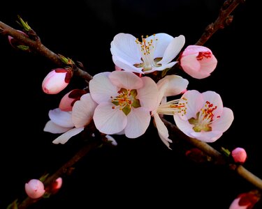 Peach blossom still life material photo
