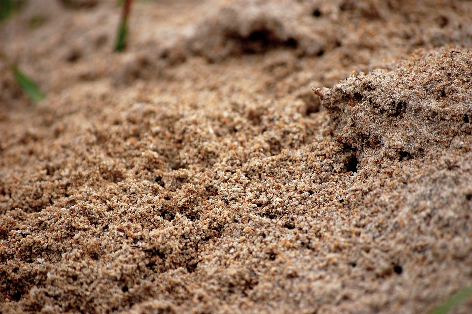 Ants ant pile anthill