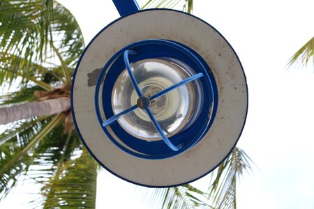 Bulb palm tree beach