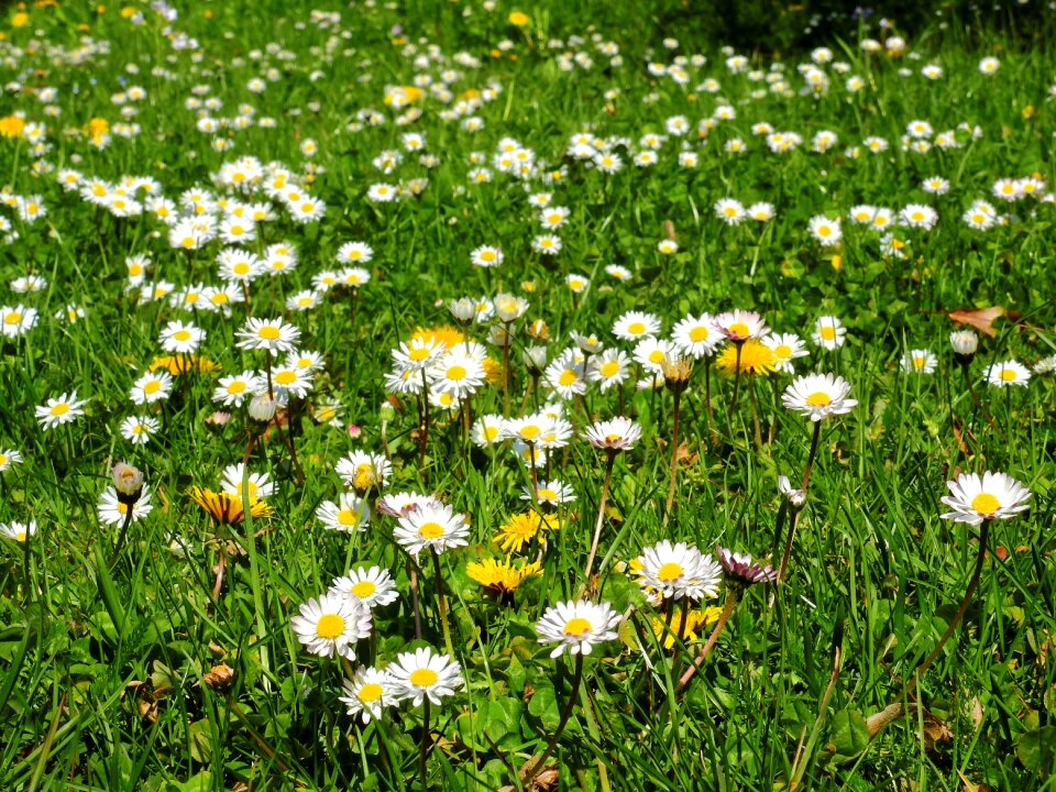 Flowers nature grass