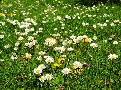 Flowers nature grass photo