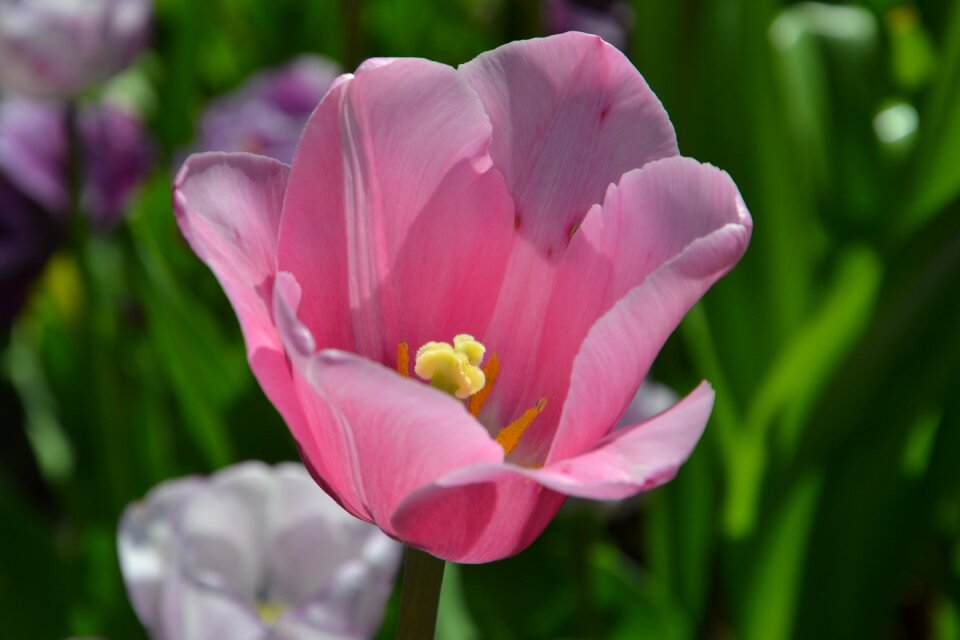 Nature spring flower bloom