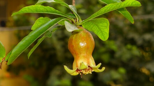 Pomegranate bud pomegranate bloom