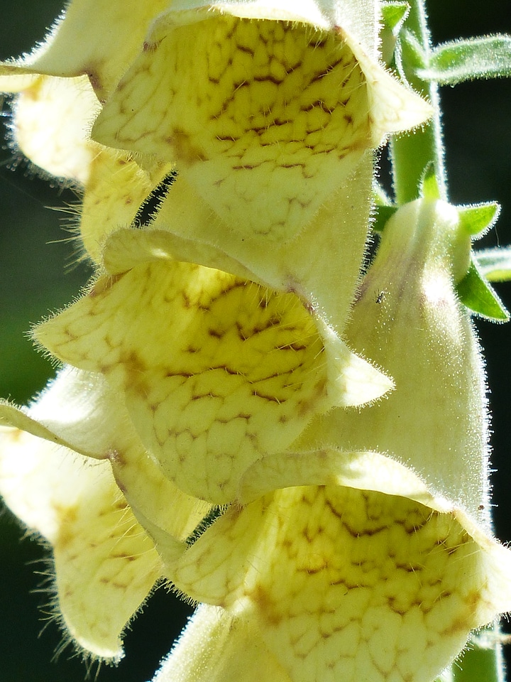 Yellow brown digitalis lutea
