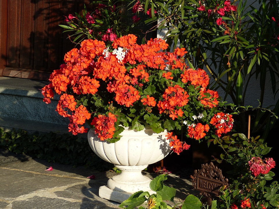 Bloom flower flora