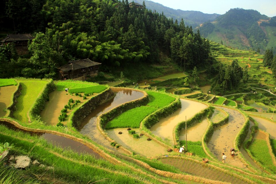 Nature farm green