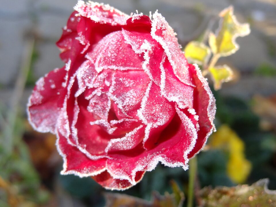 Autumn red